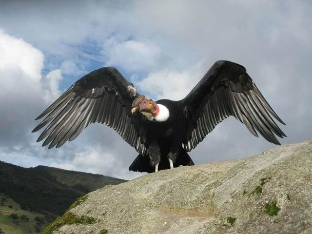 现存最大的猛禽，翼展达3米以上，能飞172公里远5小时不扇翅膀