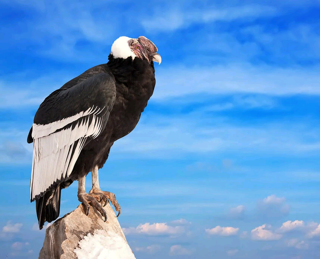 现存最大的猛禽，翼展达3米以上，能飞172公里远5小时不扇翅膀
