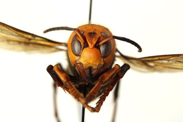 美国发现的杀手黄蜂有多凶？是世界五大毒蜂之一，每年杀死许多人