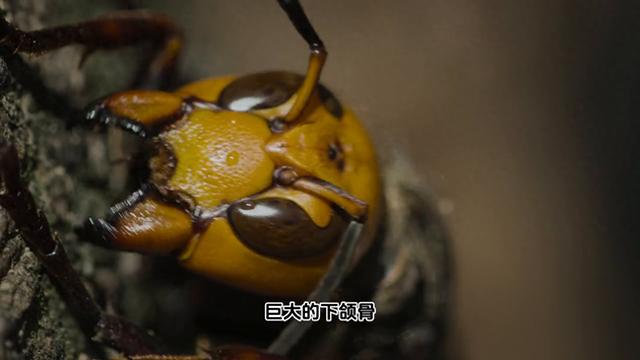 世界上最大的黄蜂，一分钟内轻松杀死40只蜜蜂